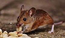 24 Hour & Emergency Exterminators in Erwin, NC